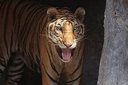 Tiger Zoo Si Racha IMG_1344.JPG